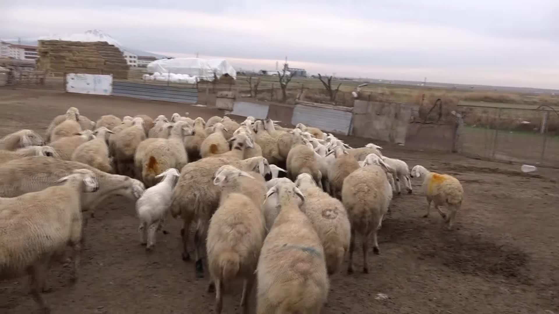 AKSARAY DAMIZLIK KOYUN KEÇİ YETİŞTİRİCİLER BİRLİĞİ BAŞKANI MAHMUT AKTÜRK: "BU SENE AKSARAY'DA 600-700 ÜRETİCİ İŞLETME KAPANDI. HAYVANCILIKTA PLANLAMA YAPILMALI"