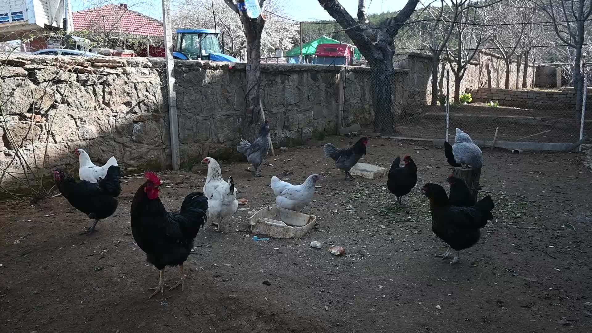 YOZGAT’TA BİR VATANDAŞIN EVİNDE BESLEDİĞİ ARUACANA CİNSİ TAVUKLAR, KABUĞU AÇIK MAVİ RENKTE YUMURTA VERİYOR 