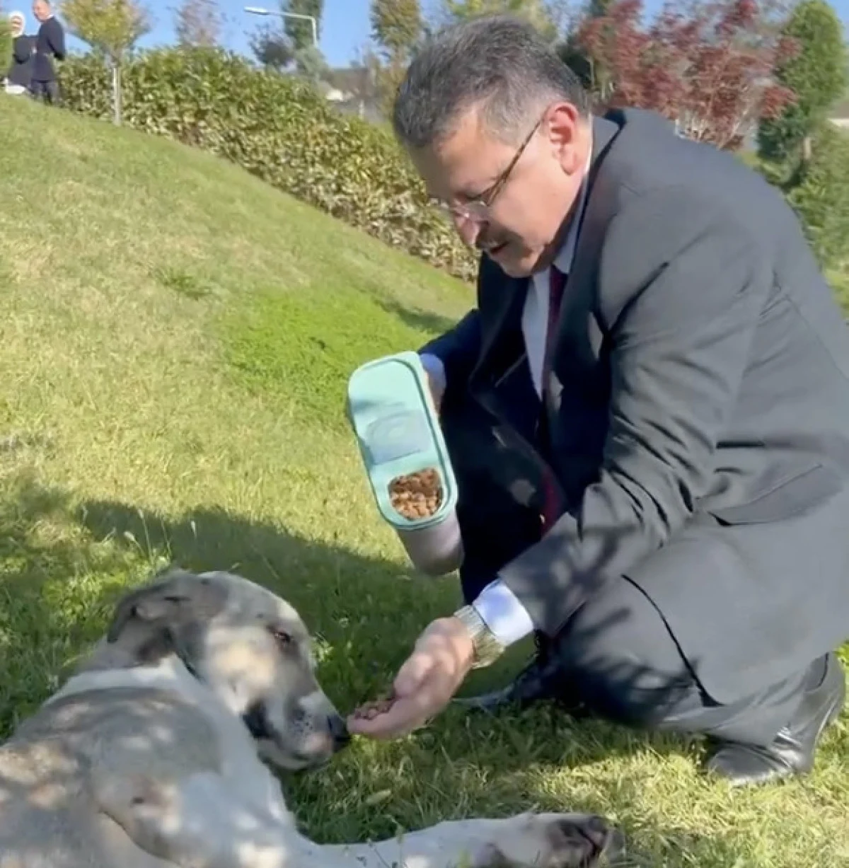 Trabzon Büyükşehir Belediye Başkanı Sokak Köpeklerini Eliyle Besledi